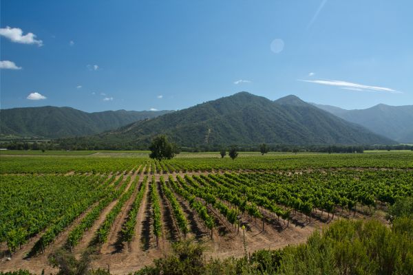 Vino en Chile